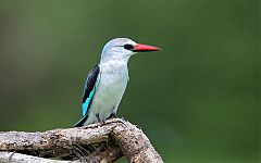 Woodland Kingfisher